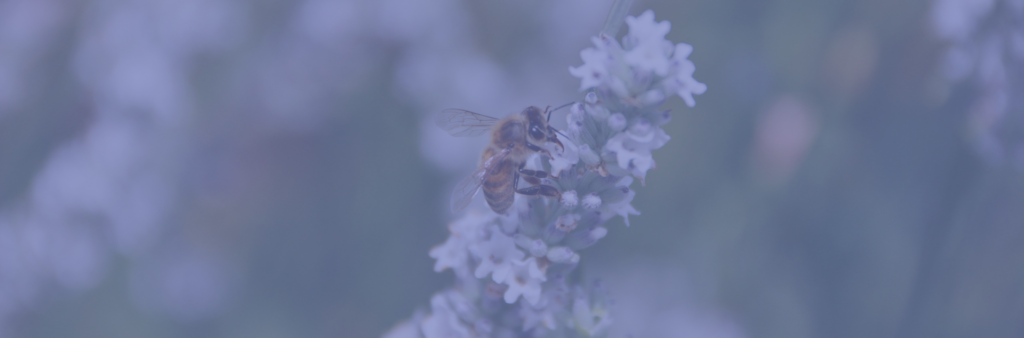 Bannière atelier - Vie des abeilles